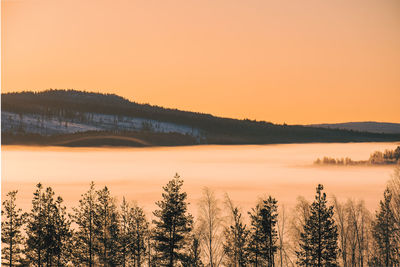 Plants growing on land against sky during sunset