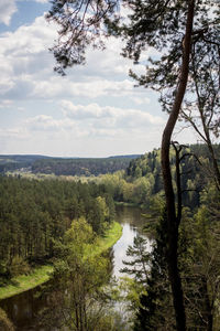 Scenic view of river through forest