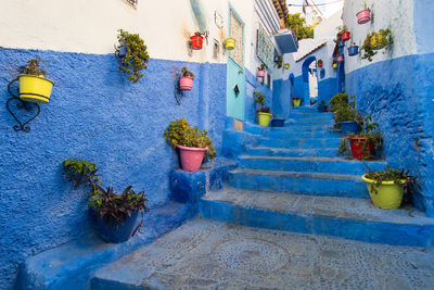 Potted plants on staircase by building