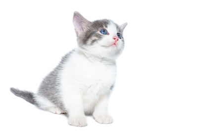 Close-up of cat looking away against white background