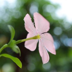 Close-up of raindrops on pink flower