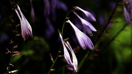 Close-up of purple flowering plant