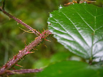 Close-up of insect on plant