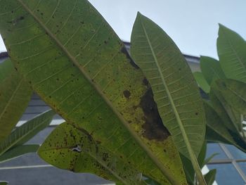 Close-up of green leaves on plant