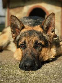 Close-up portrait of a dog