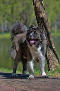 Close-up of a dog on the ground