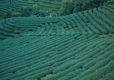 High angle view of agricultural field