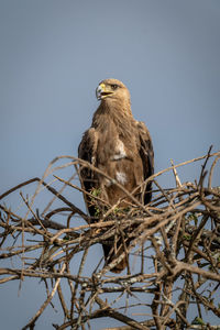 Tawny eagle