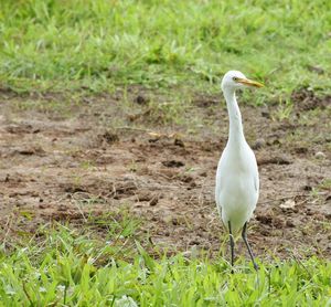 White bird perching on field