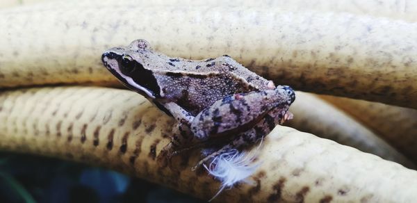 Close-up of lizard on rusty metal