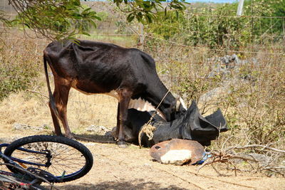 Cow drinking water from tire on field