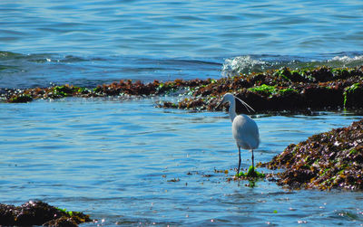 Bird perching on a beach