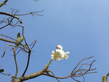 Low angle view of white flower tree against clear blue sky