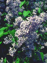 Close-up of plants