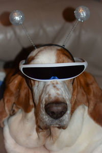 Close-up of dog wearing alien costume 