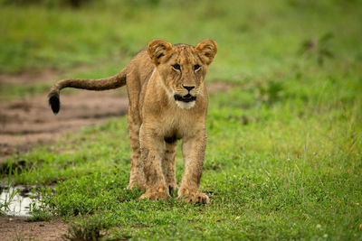 Full length of a cat walking on grass