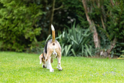 View of dog running on field