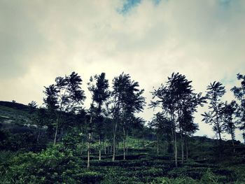 Low angle view of trees on field against sky