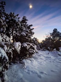 Snow covered plants by trees against sky during sunset