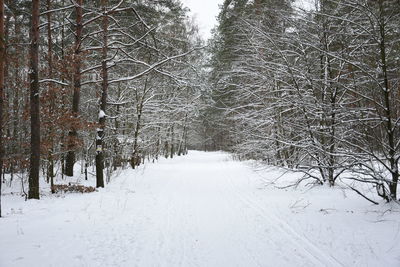 Bare trees on snow covered land