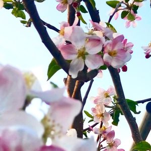 Low angle view of pink blossoms against sky