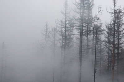 Bare trees in forest during winter