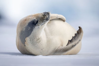 Crabeater seal lies lifting head on ice