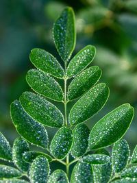 Close-up of raindrops on green leaves