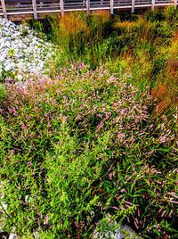 Plants growing on field