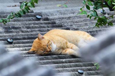 Cat sleeping