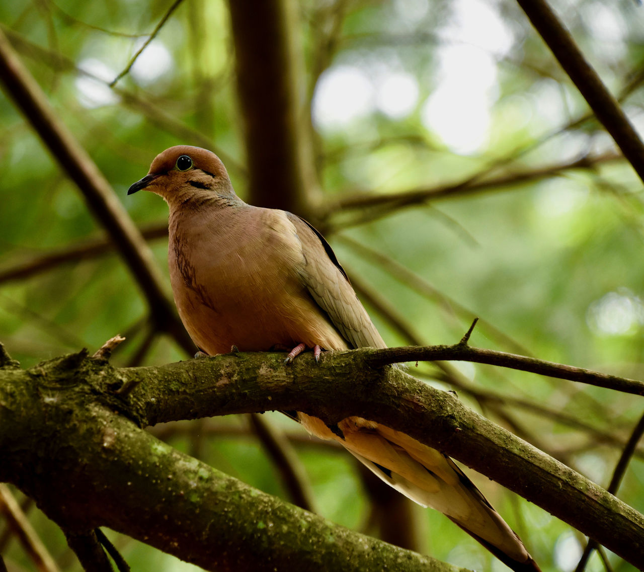 CLOSE-UP OF SPARROW PERCHING ON BRANCH