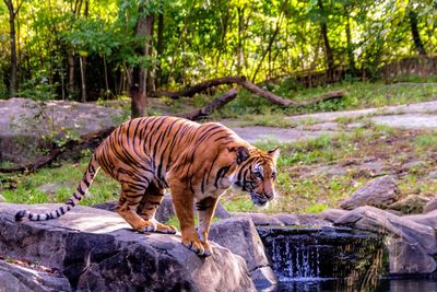 Tiger in a zoo