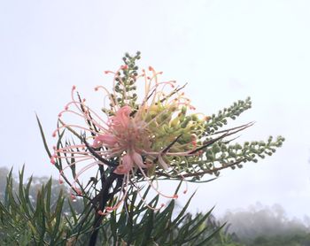 Close-up of pink flowering plant against sky