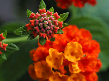 Close-up of red flowering plant