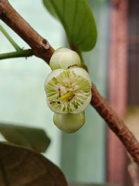 Close-up of flowering plant