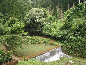 Scenic view of river in forest