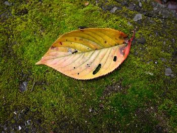 High angle view of banana leaf on grass