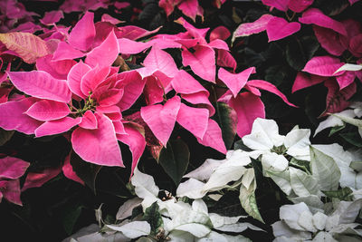 Close-up of bougainvillea blooming outdoors