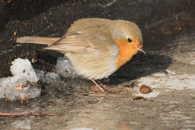 Close-up of bird perching outdoors