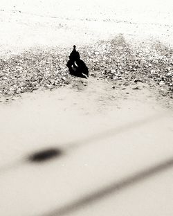 Silhouette horse on beach