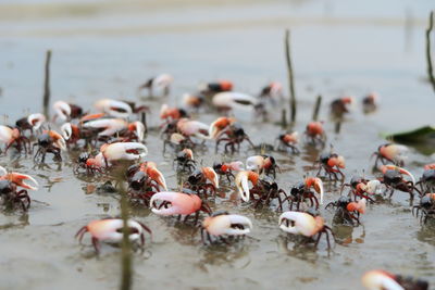 Flock of birds in lake