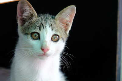 Close-up portrait of a cat