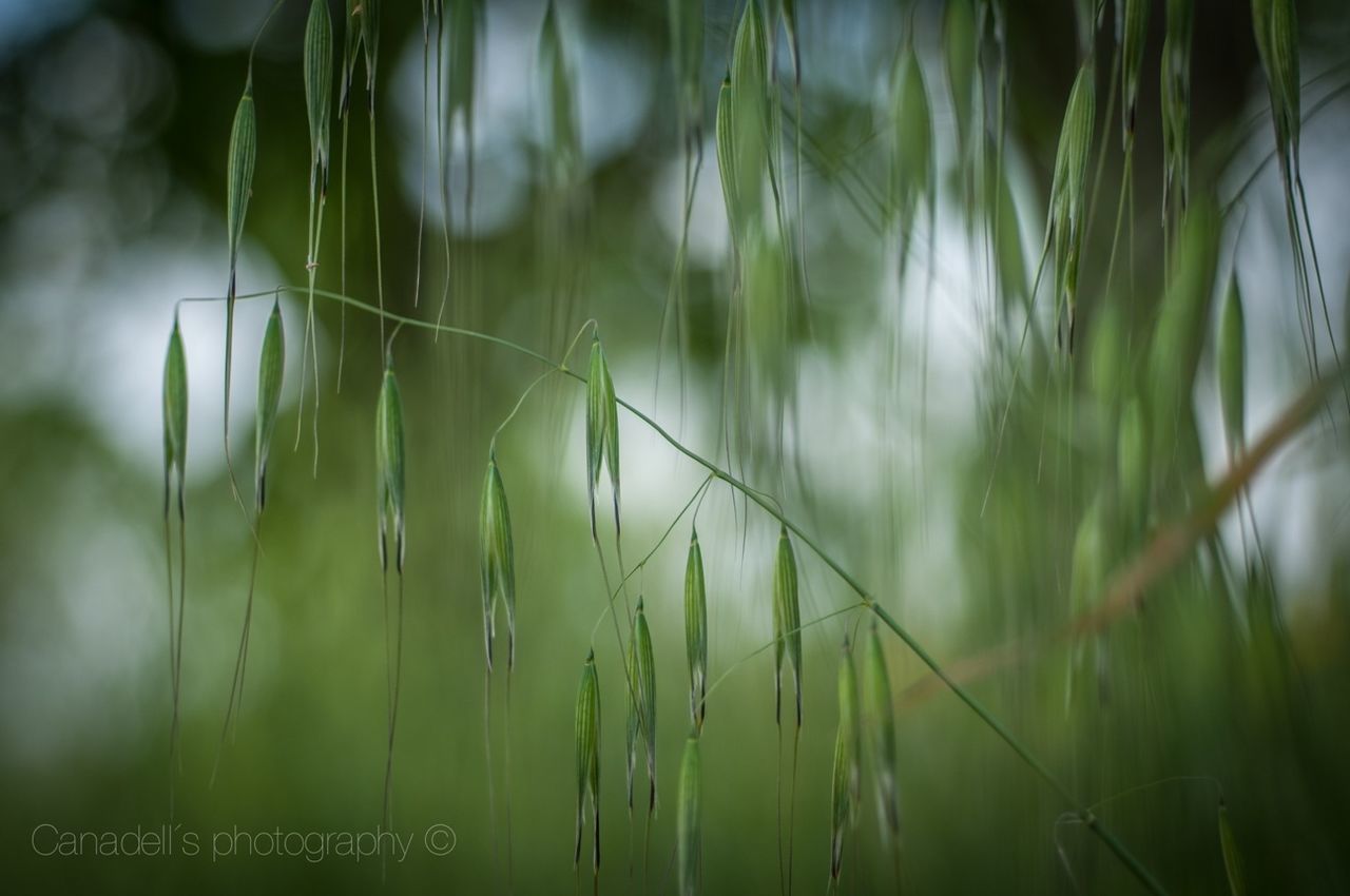 grass, growth, focus on foreground, plant, close-up, nature, selective focus, field, blade of grass, tranquility, beauty in nature, outdoors, green color, forest, day, no people, growing, stem, sunlight, grassy