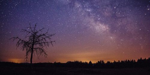 Silhouette trees against sky at night