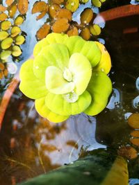 Close-up of flower floating on water