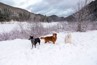 Australian cattle dog, golden retriever and samoyed seen romping in the snow 