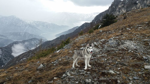 Full length of a dog on mountain