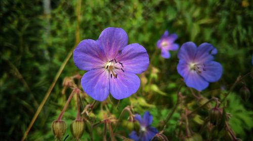 Close-up of purple flowers blooming outdoors