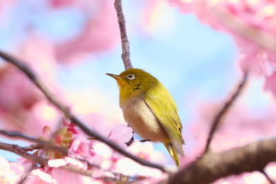 Low angle view of a bird perching on pink flower