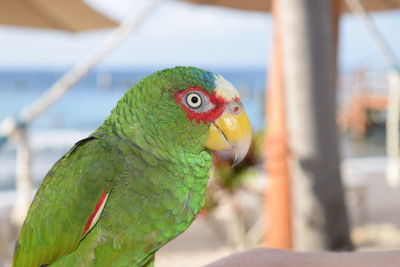 Close-up of parrot